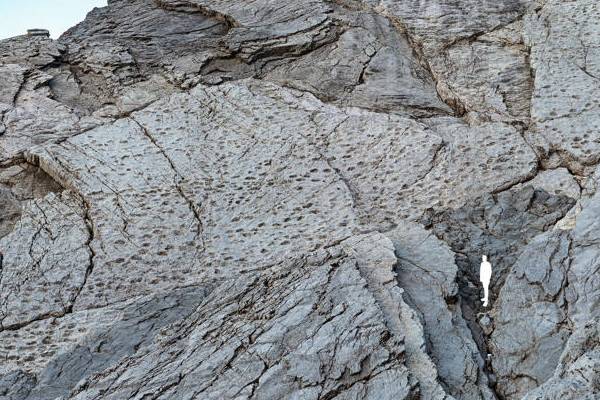 பல மில்லியன் ஆண்டுகள் பழமையான டைனோசரின் கால்த்தடங்கள் கண்டுபிடிப்பு | Dinosaur Footprints Over 200 Million Years Old பல மில்லியன் ஆண்டுகள் பழமையான டைனோசரின் கால்த்தடங்கள் கண்டுபிடிப்பு | Dinosaur Footprints Over 200 Million Years Old