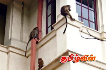 மட்டு. வந்தாறுமூலையில் குரங்கு கடித்ததில் 6 பெண்கள் படுகாயம்