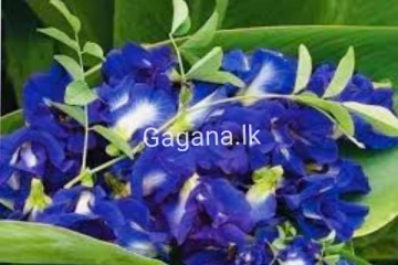 රට පුරා මේදින වල කතාවෙන නිල්කටරොලු මල් ගැන විශේෂ හෙළිදරව්වක්..හැමෝම දැනුවත් වන්න..