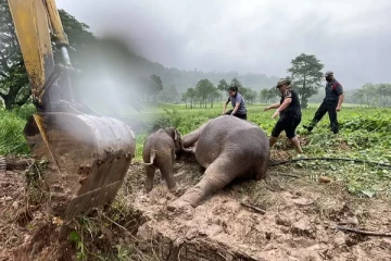 பள்ளத்தில் விழுந்த குட்டியை காப்பாற்ற தவியாய் தவித்த தாய் யானை! Video