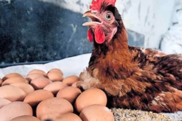 6 மணி நேரத்தில் 24 முட்டைகள் இட்ட கோழி! நம்பமுடியாத அதிசயம்