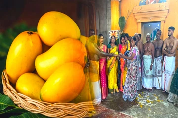 கிளிநொச்சியில் 6 இலட்சத்திற்கு ஏலத்தில் விற்கப்பட்ட மாம்பழம்