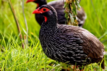 "ඌරන් කැකුණ තලන විට හබන් කුකුළන්ට රජ මගුල් ලු"