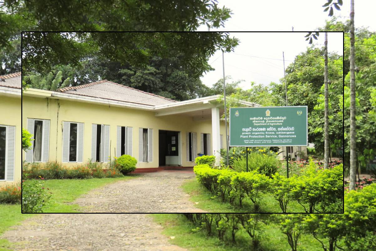விவசாயிகளுக்கு இழப்பீடு வழங்குவதற்காக 3,000 மில்லியன் ரூபாய் ஒதுக்கீடு! | 3000 Mn Rs Allocated For Crop Compensation Farmers விவசாயிகளுக்கு இழப்பீடு வழங்குவதற்காக 3,000 மில்லியன் ரூபாய் ஒதுக்கீடு! | 3000 Mn Rs Allocated For Crop Compensation Farmers