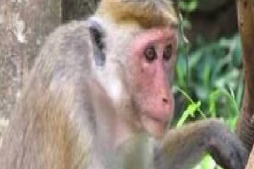 குரங்கிற்கு எதிராக பொலிஸில் முறைப்பாடு...எதற்காக தெரியுமா?