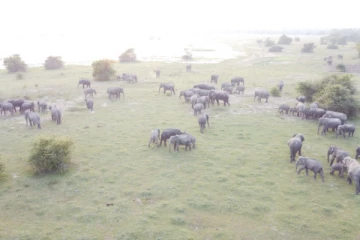 அம்பாறையில் சுற்றித் திரியும் யானைக் கூட்டம்