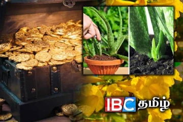 செல்வ வளத்தை அள்ளித்தரும் செடிகள் என்ன தெரியுமா?