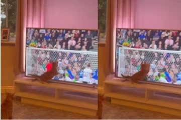 பூனைக்கு வந்த ஆசை: டிவியைப் பார்த்து கோல் கீப்பராக மாறிய தருணம்