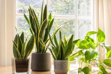 வாஸ்து: வீட்டில் பணம் நிரம்பி வழிய இந்த ஒரு செடியை நடுங்கள்