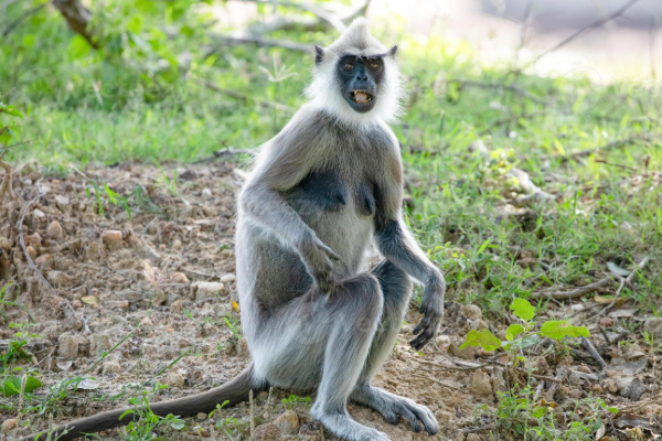 திருகோணமலையில் குரங்கு தாக்குதலுக்குள்ளான சிறுவன் | A Boy Attacked By A Monkey In Trincomalee
