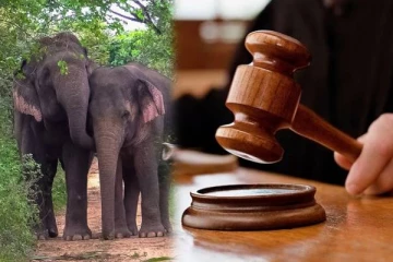 இலங்கையில் ஐந்து யானைகள் தொடர்பில் வெளியான உத்தரவு!
