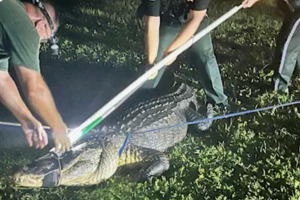 அமெரிக்காவில் குடியிருப்பு பகுதிக்குள் புகுந்த 11 அடி முதலை! | An 11 Foot Crocodile Residential The United States