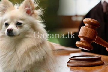 අධිකරණයට ගිය බලු ගැටුම. - අයිතිකාරයා සොයන්න DNA පරීක්ෂණයක්.