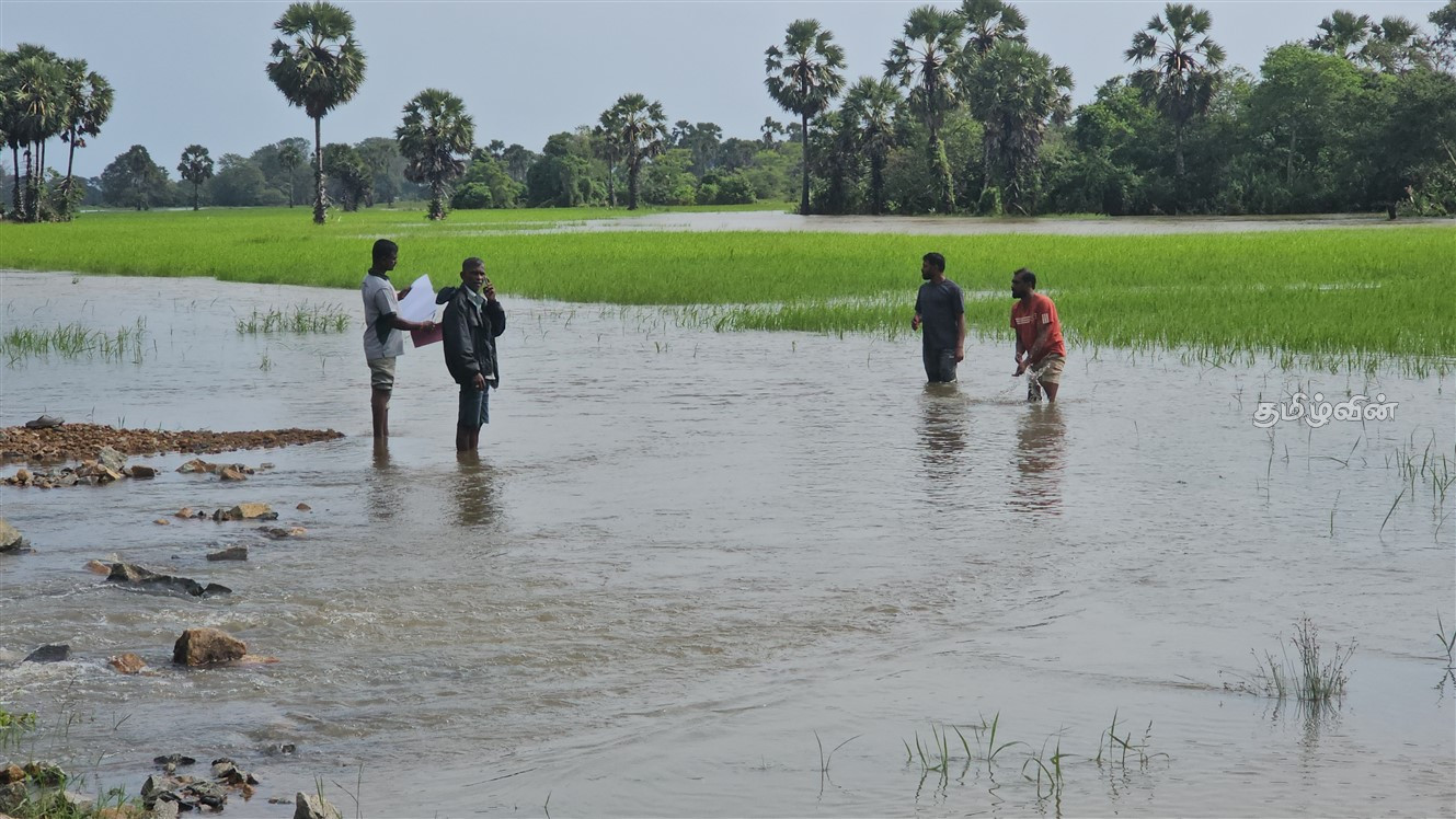 புதுக்குடியிருப்பு பகுதி வயல்வெளிகளில் ஆயிரம் ஏக்கர் வரை அழிவு 8 Gallery
