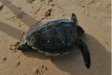 உயிரிழந்து கரையொதுங்கும் கடல்வாழ் உயிரினங்களுக்கு  உடற்கூற்று பரிசோதனை