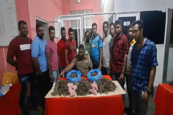 யாழில் மர்மபொருளுடன் நபரொருவரை கைது செய்த பொலிஸார்! | Jaffna Nainativu Cannabis Man Arrested