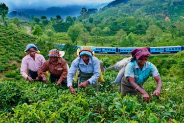 මැදපෙරදිග යුද්ධය හේතුවෙන් ලංකාවේ තේ වතු හිමියන්ටත් අසුබ ආරංචියක්