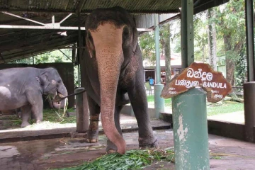 இலங்கையில் பிரபலமான பந்துல எனும் யானை மரணம் - கவலையில் மக்கள்