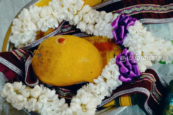 தமிழர் பகுதியிலுள்ள ஆலயமொன்றில் பல இலட்சம் ரூபாய்க்கு ஏலம் போன மாம்பழம் | Mango Auction For 645 000 Kilinochchi Temple