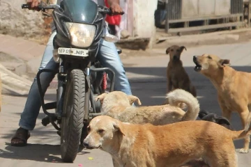 රටේ ආර්ථිකයට දැවැන්ත පහරක් ගැසූ වීදි සුනඛ ප්‍රශ්නයට අලුත් පනතින් ස්ථිර විසඳුමක්