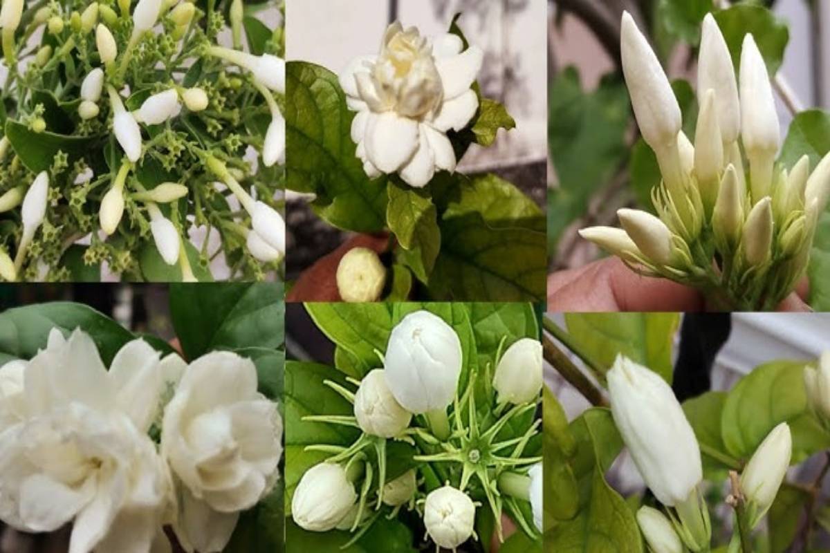 பெண்கள் மல்லிப்பூ ஏன் வைக்கிறார்கள் தெரியுமா? அறிவியல் காரணம் | Why Women Wear Jasmine Flowers At Night