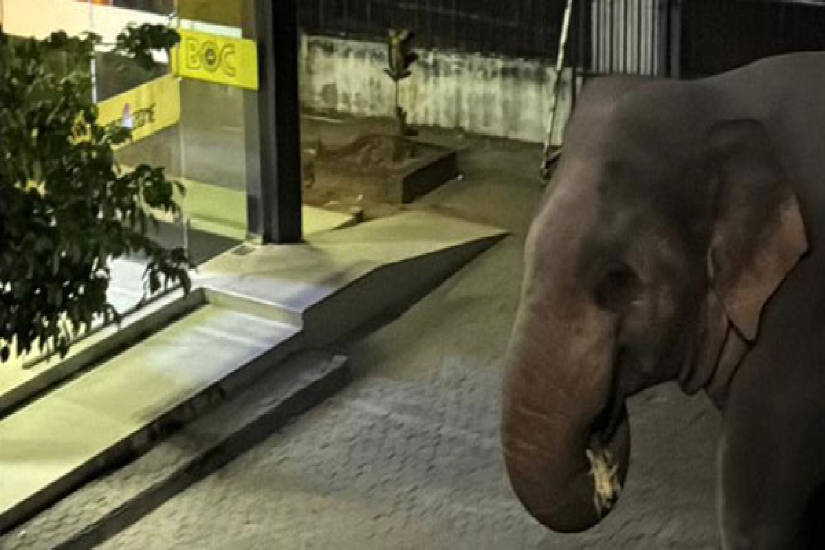 அதிகாலைவேளை வங்கிக்கு வந்த யானை | Wild Elephant Enters Bank At Midnight