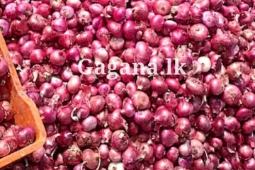 නැතුවම බැරි, ලූණු ගැන මේ දැන් ලැබුණ ආරංචියක් මෙන්න..