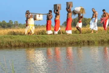 தைப்பூச தினத்தை முன்னிட்டு நல்லூர் கந்தனின் நெற்புதிர் அறுவடை நிகழ்வு
