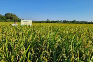 “பரசூட்”முறையில் நெற்செய்கை மேற்கொள்ளப்பட்ட வயல் அறுவடை விழா!