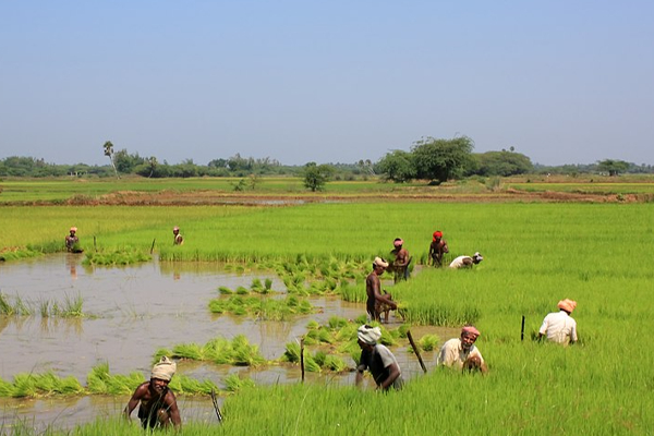 71084 ஏக்கர் நிலப்பரப்பில் நெற்செய்கை மேற்கொள்ள எதிர்பார்க்கப்பட்டுள்ளது: ரூபவதி கேதீஸ்வரன் | 71084 Acres Expected To Be Cultivated