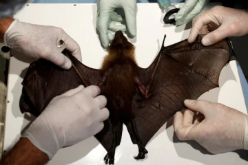 இலங்கையில் வெளவால்களுக்கு கோவிட் வைரஸ் - ஆய்வில் கண்டுபிடிப்பு