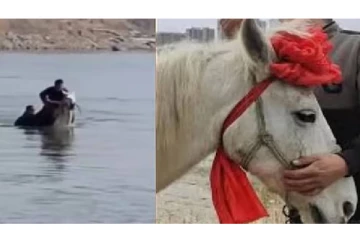 தண்ணீரில் உயிருக்கு தத்தளித்த நபர்..குதிரை செய்த செயல்- நன்றி கூறியதைப் பாருங்க!