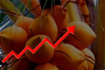 நாட்டில் அதிகரித்த இளநீரின் விலை