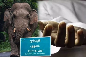 புத்தளத்தில் காட்டுயானையின் தாக்குதலுக்கு இலக்காகி வயோதிபர் உயிரிழப்பு