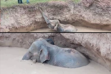 முல்லைத்தீவில் கிணற்றில் விழுந்த யானைக்குட்டியை மீட்கும் பணி தீவிரம்