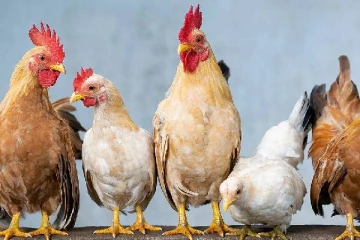 கோழி இறைச்சி பிரியர்களுக்கு  முக்கிய அறிவிப்பு; இதை வாங்கவேண்டாம்