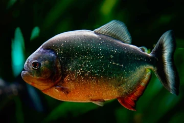 මිනී මස් කන බිහිසුණු මත්ස්‍යයා