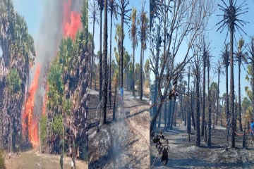 மன்னாரில் திடீரென பற்றி எரிந்த 500-க்கும் மேற்பட்ட கற்பகதரு மரங்கள்; விசமிகள் செயலா?