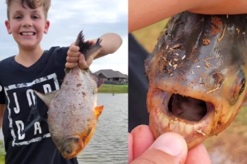 மனித பற்கள் கொண்ட மீனை பிடித்த சிறுவன் - ஆச்சர்யம்!