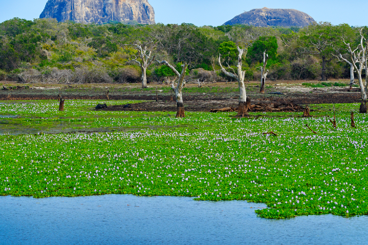 யால வனாந்தரப் பகுதியில் பாரியளவான கஞ்சா பயிர்ச்செய்கை அழிப்பு | Cannabis Cultivation Destroyed Yala Forest Area