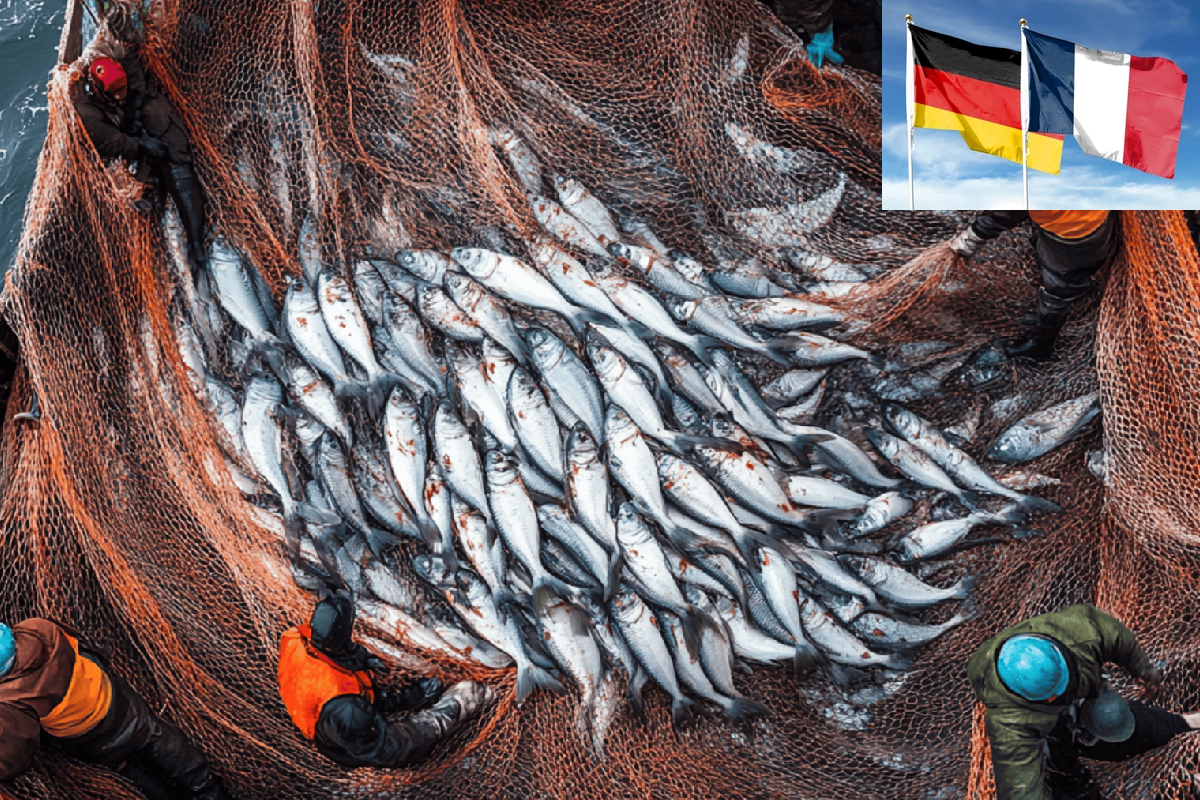 Germany-France-Boost-Russian-Fish-Imports-pollock-cod Germany-France-Boost-Russian-Fish-Imports-pollock-cod