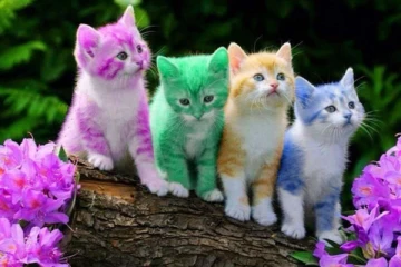 பூனைகளுக்கு மனிதர்களை விட 14 மடங்கு மோப்ப சக்தி இருக்குமாம்! பலரும் அறியாத சுவாரசிய தகவல்