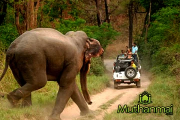 காட்டு யானைகளின் அட்டகாசத்தால் இருவர் உயிரிழப்பு