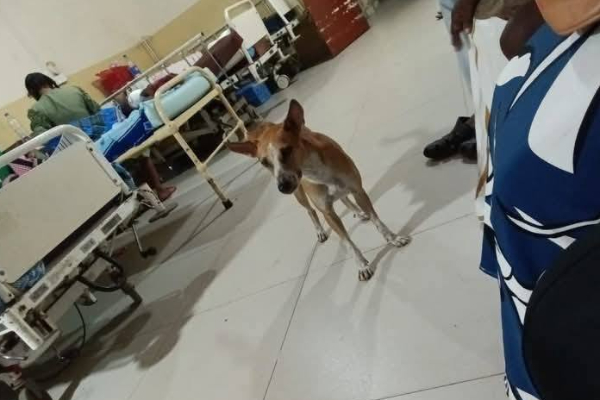 யாழ் வைத்தியசாலையில் பலரையும் வியக்க வைத்த ஐந்தறிவு ஜீவன் பாசம்! | Amazing Dog Love At Jaffna Hospital