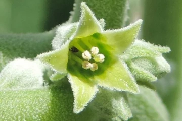 கொரோனாவை குணப்படுத்தும் பாரம்பரிய மூலிகை? நிபுணர்கள் முக்கிய தகவல்