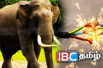 மட்டக்களப்பில் மின்சாரம் தாக்கி யானை பலி