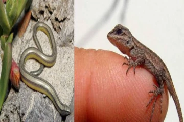 உடையில் பாம்பு,பல்லிகளை மறைத்து வைத்திருந்தவர் கைது