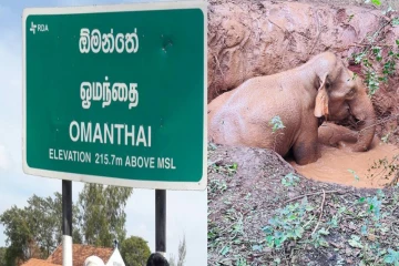 கிணற்றுக்குள் விழுந்து போராடும் யானை - அதிகாரிகள் தீவிர நடவடிக்கை