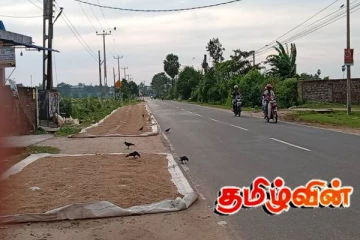 அம்பாறையில் விவசாயிகளால் போக்குவரத்து சீர்கேடு- பொதுமக்கள் விசனம்