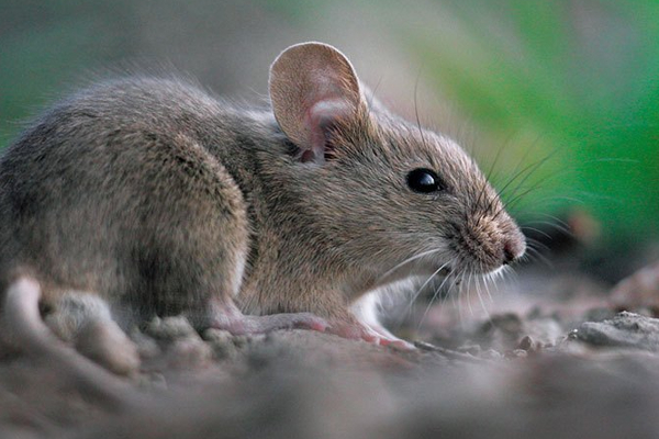 கின்னஸ் உலக சாதனையை தன்வசப்படுத்தும் எலி! | Oldest Mouse In The World Guinness World Records